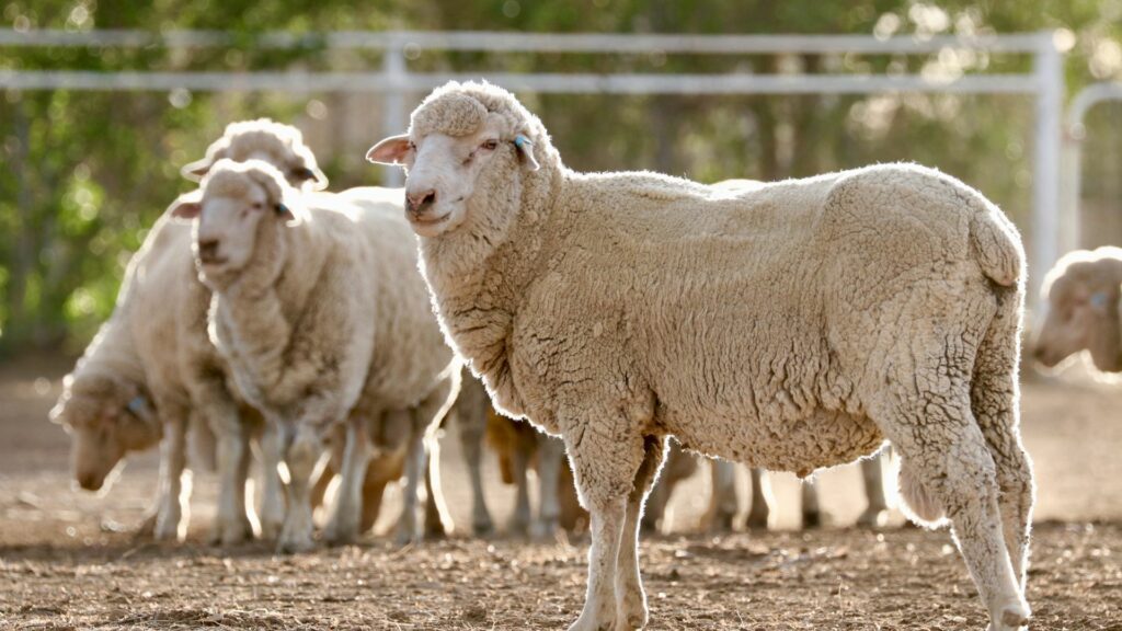 Owca merynos w naturalnym środowisku – źródło wełny merino