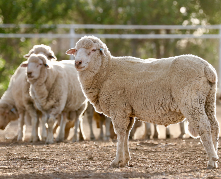 "Owca merynos w naturalnym środowisku – źródło wełny merino